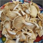 Dried Mushrooms (100gram)